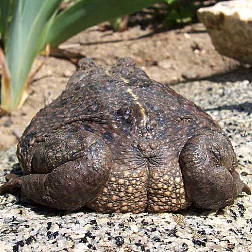 Frog Bum D